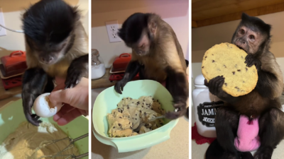 12 miliona pregleda: Pogledajte kako ovaj majmun pomaže u kuhinji