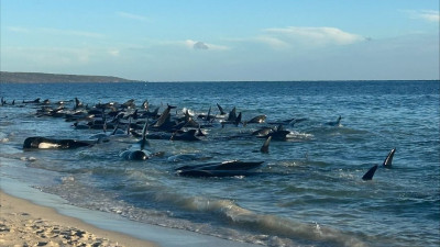Video: U plitkim vodama Zapadne Australije se nasukalo oko 160 pilot kitova