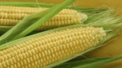 Stigao je kukuruz. Evo kako ga najbolje skuhati – i zašto ga ne kuhamo predugo