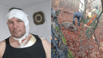 Lovac preživio napad medvjedice na Konjuhu, završio u UKC-u Tuzla