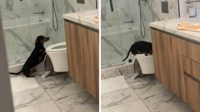 Video: Jazavčar naučio koristiti ljudski WC za obavljanje nužde; Ljudi su u nevjerici