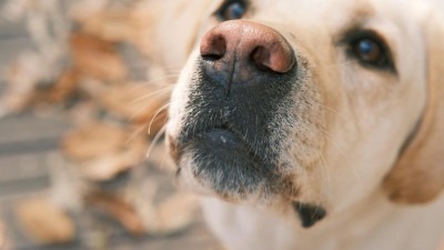 Video: Kako svijet izgleda kroz pseće oči? Pogledajte kako vide, čuju i doživljavaju okolinu