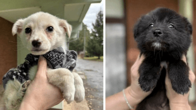 Video: Nevjerojatni izgovori vlasnika koji su napustili svoje pse