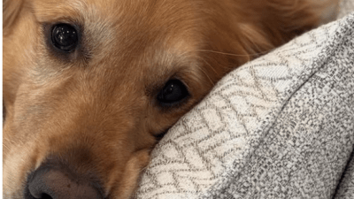 Zlatni retriveri nam više nalikuju nego što mislimo, čak i genetski