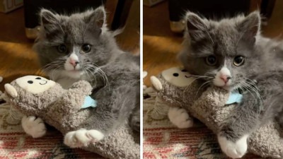 Video: Mačić prvi put dobio igračku, njegova reakcija topi srca