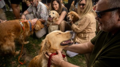 Foto: Zlatni retriveri i njihovi vlasnici u Buenos Airesu pokušali oboriti svjetski rekord