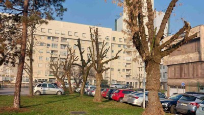 Nastavljaju se radovi na orezivanju i uređenju drvoreda u Tuzli