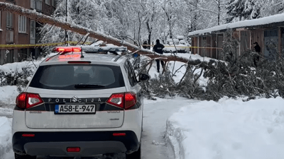 Preminula žena na koju je jutros palo stablo na Grbavici u Sarajevu