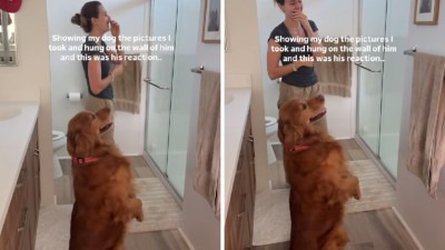 Video: 3.5 miliona pregleda: Zlatni retriver se zaljubio u svoje slike na zidu