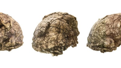 Debata o ranoj ljudskoj evoluciji – Fosili stari 7 miliona godina otkrivaju tragove dvonožnog hodanja