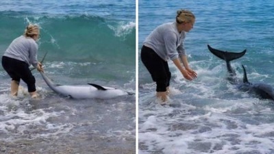 Video: Delfin se nasukao na plaži u Orebiću; Sara i Dario ga vratili u more i spasili