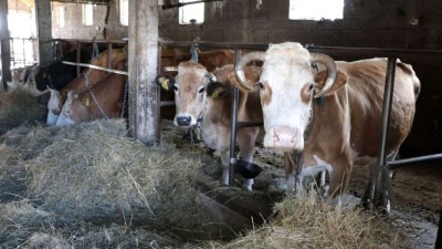 Mljekari u TK upozoravaju na ugrožen opstanak farmi, traže hitnu reakciju vlasti