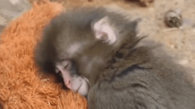 Video: Snimak koji je rasplakao svijet; Majka ga odbacila kao bebu, utjehu našao u plišanoj igrački