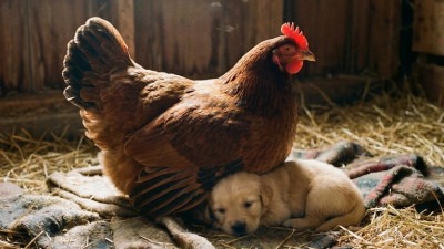 Video/Vlasnica farme u šoku: Kokoš u gnijezdu skrivala novorođeno štene