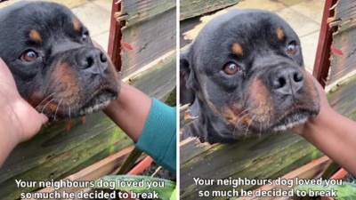 Video: Rotvajler napravio rupu u ogradi kako bi se družio sa susjedima