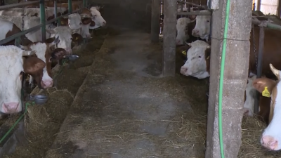 Mljekare u TK/Mlijeko se uvozi u BiH, a farmeri prinuđeni prosipati domaće mlijeko