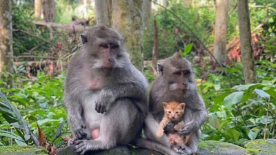 Video: Neobično prijateljstvo: Majmun i mačić postali su viralni hit