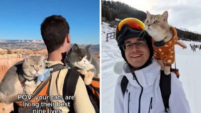 Video: Tip putuje svijetom sa svojim mačkama, posjetili su 14 zemalja