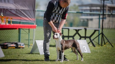 Bijeljina domaćin međunarodne izložbe pasa: Ljepota, disciplina i poruka odgovornosti