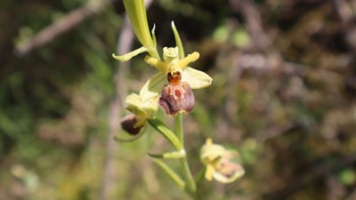 Foto: U Blagaju pronađena orhideja Jadranska kokica, prvi put na teritioriji Bosne i Hercegovine