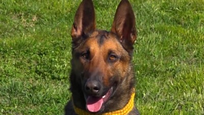 Video: Kia iz GSS Bijeljina: Jedini pas u BiH s međunarodnom licencom za potragu ljudi