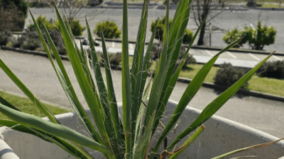 Stiže pravo proljetno vrijeme, evo šta nas čeka narednih dana u Bosni i Hercegovini