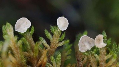 U Blagaju otkrivene izuzetno rijetke vrste gljiva