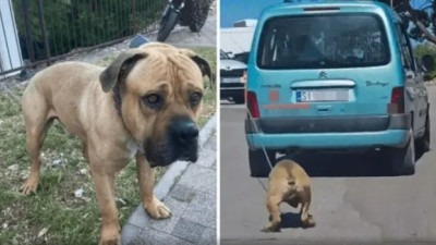 Snimci iznemoglog psa uznemirili javnost: Uhapšen vozač koji ga je vezao za automobil i vukao po cesti!