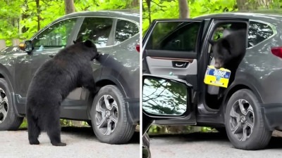 Video: Medvjed provalio u auto i pobjegao s paketom piva