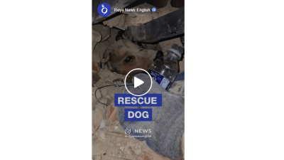 Video/Dirljivi prizori: Pas spašen iz ruševina tri dana nakon potresa