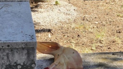 Uznemirujući incident u Mostaru: Svinjska glava i krstovi u Liska haremu u Mostaru, policija provodi istragu