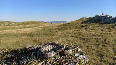 Od početka sezone 12 ugriza zmija otrovnica, najčešće stradaju poljoprivrednici