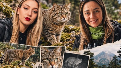 Foto: Uz pionirsko genetičko istraživanje prof. Dragana Šnjegota i Kristina Hinić otkrivaju nepoznati svijet divljih mačaka u BiH