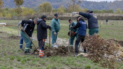 Foto: Započela sadnja 205 stabala na Gradskom groblju ‘Drežnik’