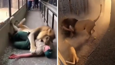 Trump objavio snimak smrtonosnog napada tigra, a potom i AI video u kojem se hrva sa životinjom